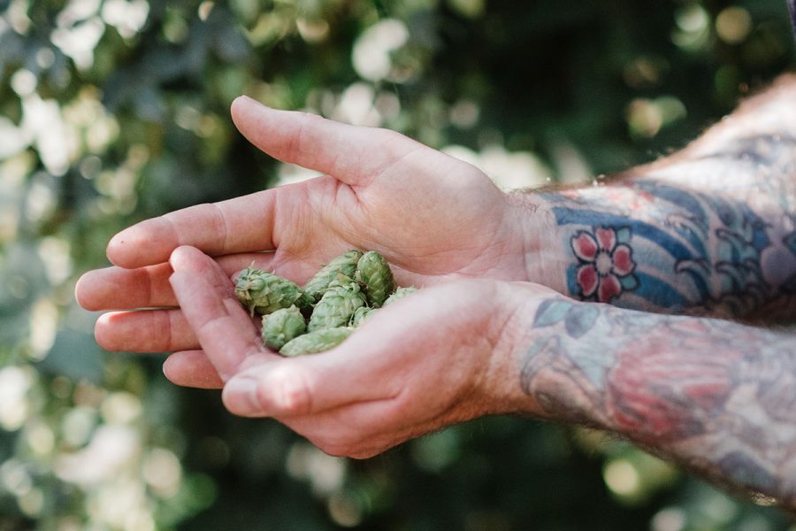 hands holding hops
